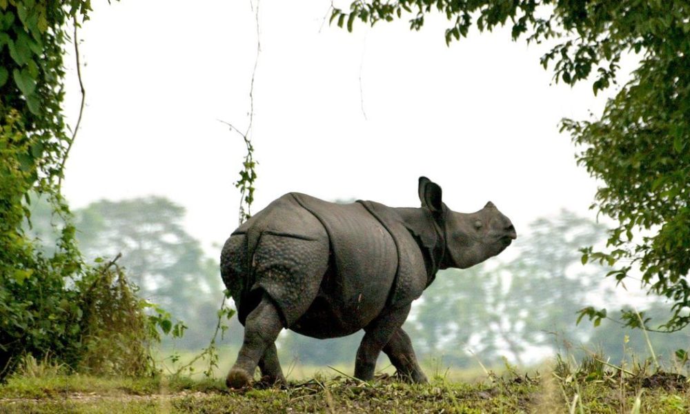 Rhino found dead at CNP’s buffer zone