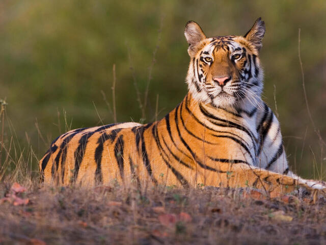 Four arrested with tiger skin and bones