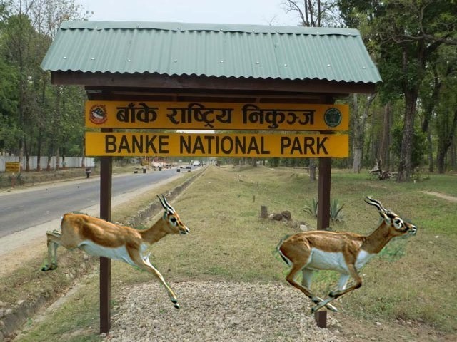 Speeding vehicles kill 358 wild animals in Banke National Park