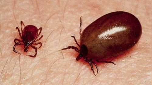 Heightening risk of scrub typhus in Baitadi