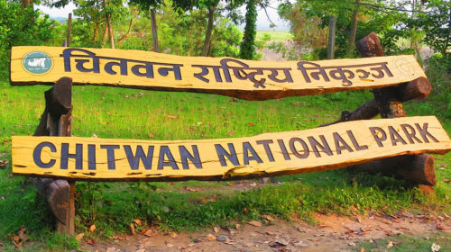 Tiger survey work completed in Chitwan National Park