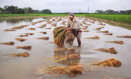Unseasonal rain damages over 3,000 metric tonnes of paddy crop in Gandaki