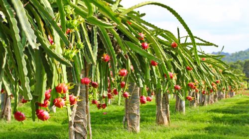 Baglung sees commercial farming of dragon fruit