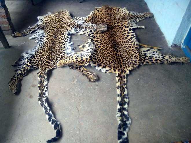 Four men held with leopard hide