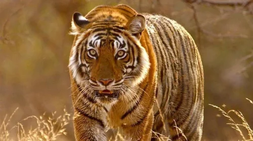 Man eater tiger caged