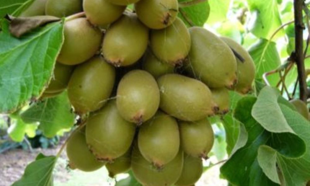 Kiwi fruit saplings being exported to Bhutan