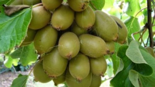 Kiwi fruit saplings being exported to Bhutan