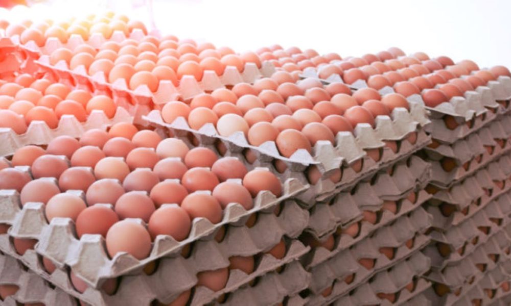 Farmers are relieved as Kisan Feed Industry Company purchasing eggs at doorsteps