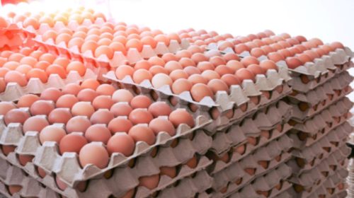 Farmers are relieved as Kisan Feed Industry Company purchasing eggs at doorsteps