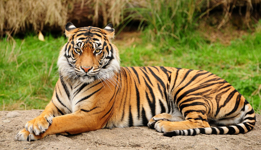 Tiger census begins today
