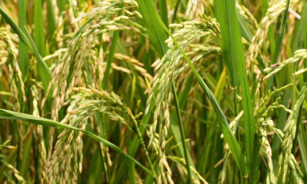Impact of offseason rains: rice production down by 8.74 %