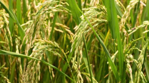 Impact of offseason rains: rice production down by 8.74 %