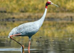 Sarus crane population on decline with shrinking wetland area