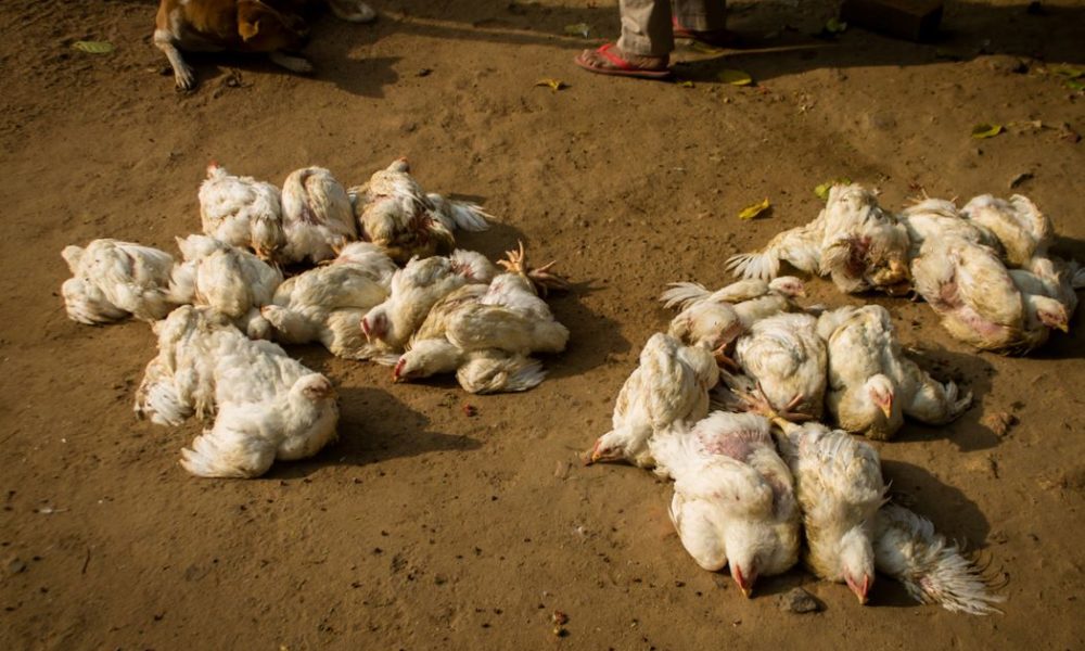 Bird flu detected in Chitwan