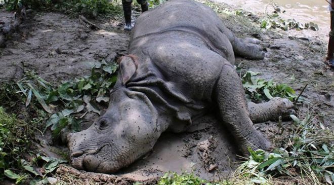 220 rhinos die in CNP in eight years