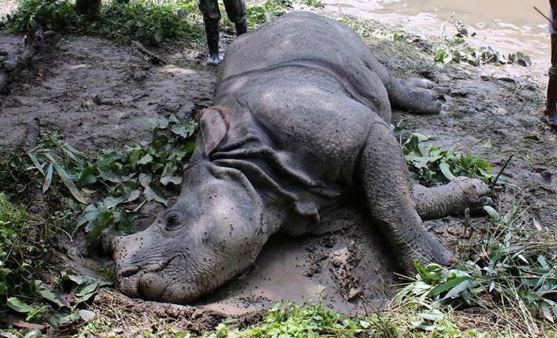 Rhino swept by Narayani river found dead in Gandak Barrage