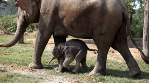 New elephant calf born in CNP