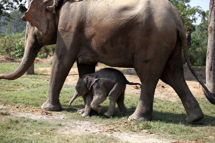 New elephant calf born in CNP