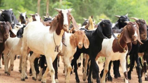 Prioritize agriculture and livestock sector