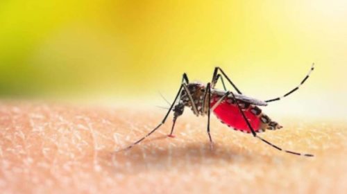 Dengue patients increased