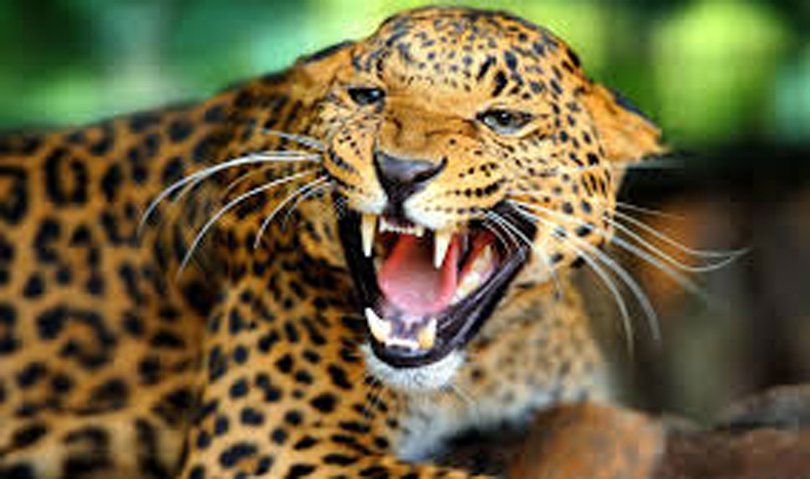 Leopard found dead in Parbat