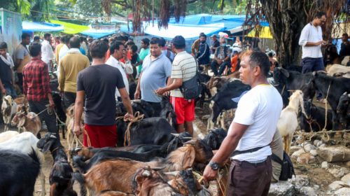 Goat prices rise amid Dashain despite supply glut