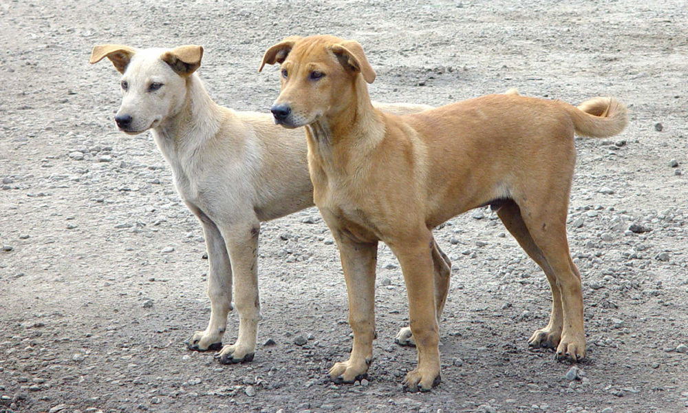 KMC to cooperate management of community dogs
