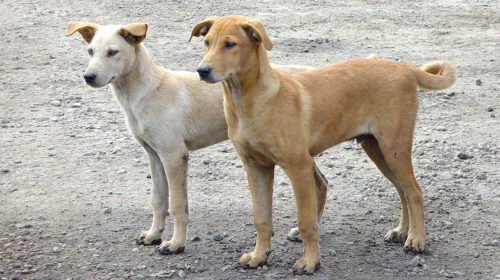 KMC to cooperate management of community dogs