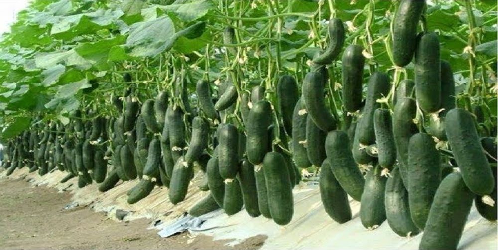Cucumber farmers making good income