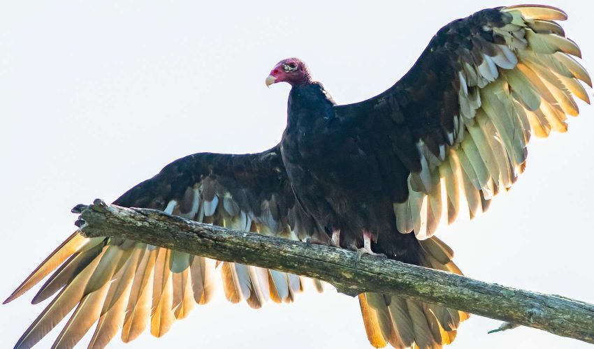 Extinction of vultures affecting ecosystem