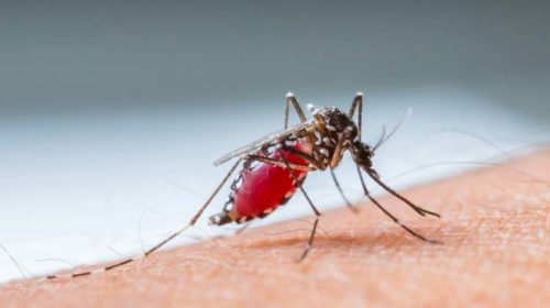 Dengue-infected patient detected Rasuwa