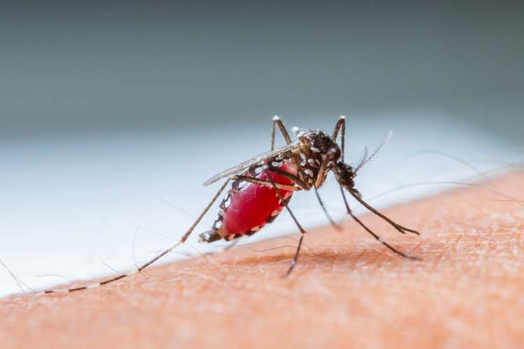 Molecular sensor enables malaria parasite harm