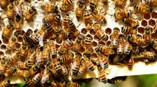 Study: Therapy Boosts Bees’ Immunity to Deadly Viruses