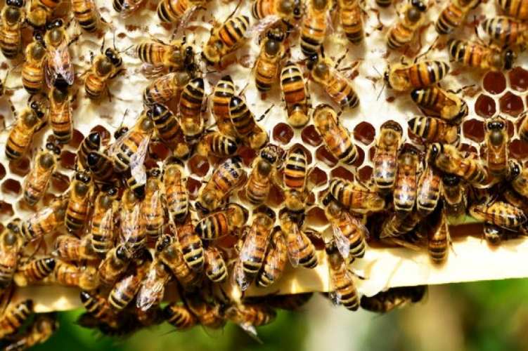 Study: Therapy Boosts Bees’ Immunity to Deadly Viruses