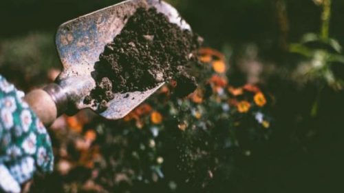 Soils pay key role in keeping the planet cool