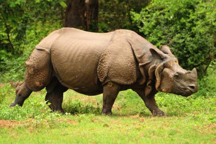 Internal translocation of rhinos taking place in Chitwan